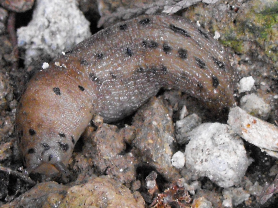 Altro Limax dal cuneese